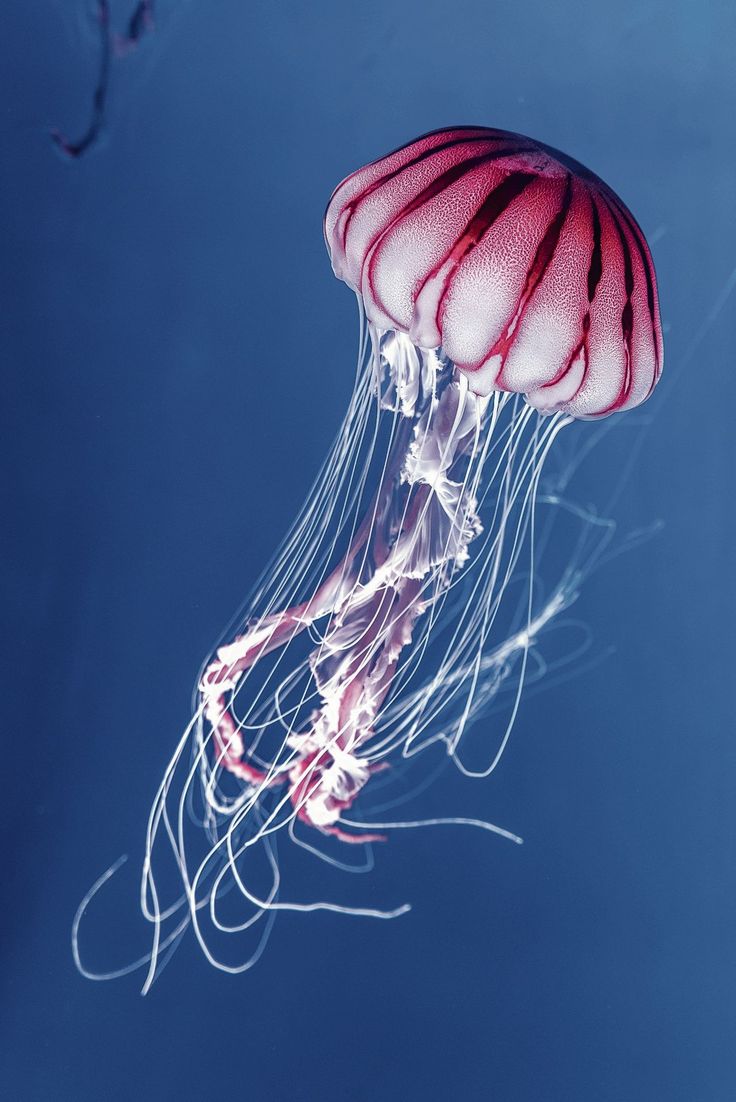 aaa
